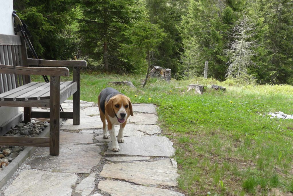 Urlaub mit Hund in den Bergen